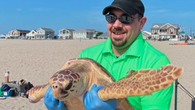 'World's toughest sea turtle' released into ocean at Jersey Shore