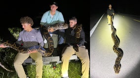 Snake hunters in Florida find massive 104-pound Burmese python near Big Cypress National Preserve