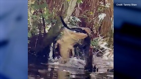 Gator bites: Massive alligator makes a meal out of smaller alligator