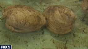 Hard clam population rebounds in Long Island's Shinnecock Bay