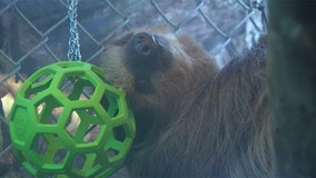 Activists push to shut down Sloth Encounters business on Long Island