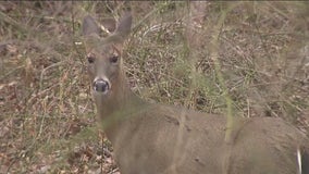 Long Island officials sounding alarm over deer overpopulation problem