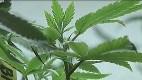 NY accepting applications to sell recreational pot