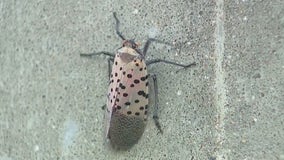 Spotted lanternfly glue traps pose risk to birds