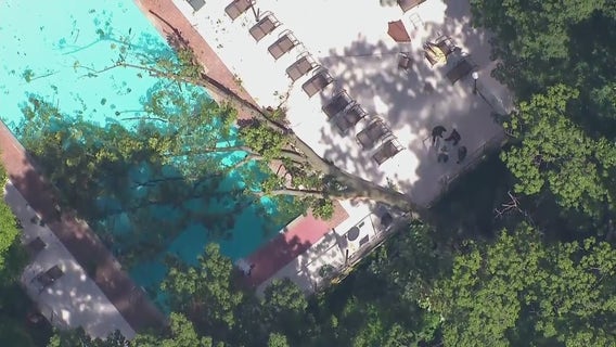 Woman struck, killed by falling tree in the Bronx