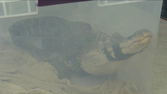 5-foot alligator surrendered to Suffolk County SPCA
