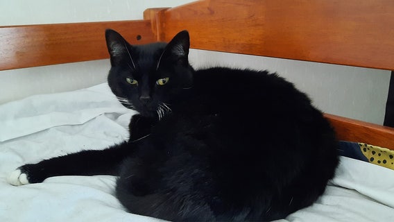 NYC cats contract bird flu: What to know about the virus in pets