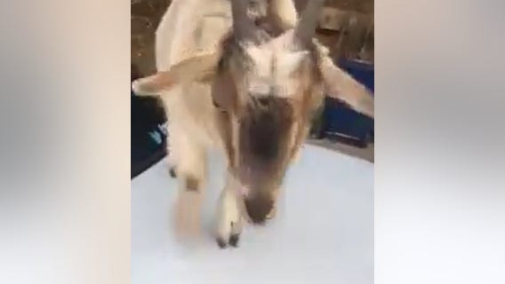 Deputy finds goats munching on paperwork after leaving car door open