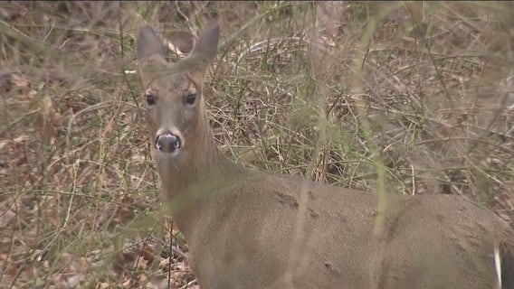 Long Island officials sounding alarm over deer overpopulation problem