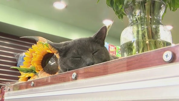 Stolen bodega cat returned to owners in Brooklyn
