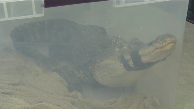 5-foot alligator surrendered to Suffolk County SPCA