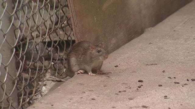 COVID-19 mutations found in NYC rats, study shows