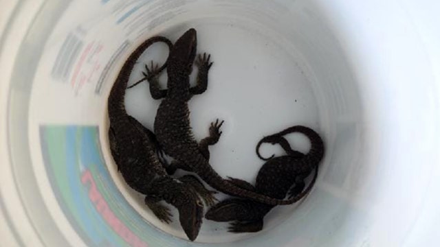 Box with live lizards delivered to wrong address in NY