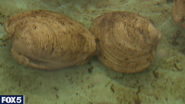 Hard clam population rebounds in Long Island's Shinnecock Bay