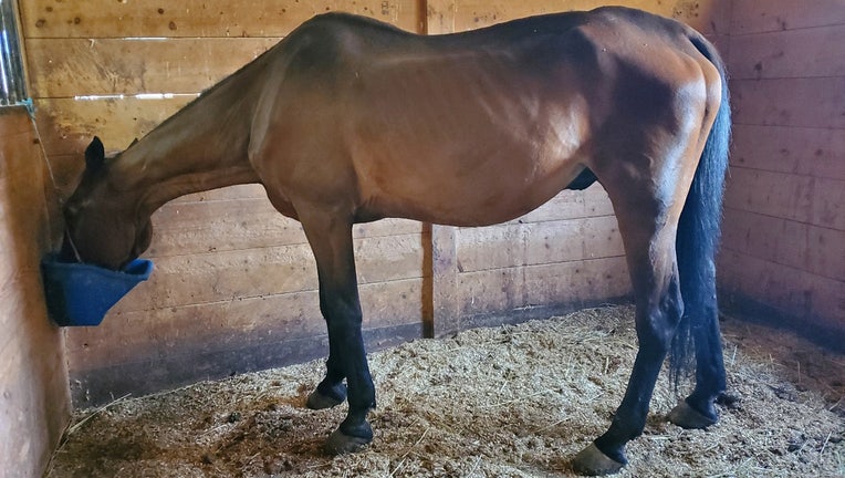 Update on carriage horse that collapsed in Manhattan 1 A carriage horse named Ryder that collapsed on a NYC street has been moved to a farm outside of the city. (TWU Local 100)