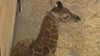 Baby giraffe draws crowds of visitors on Long Island