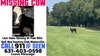 Missing cow on Long Island gets wanted posters