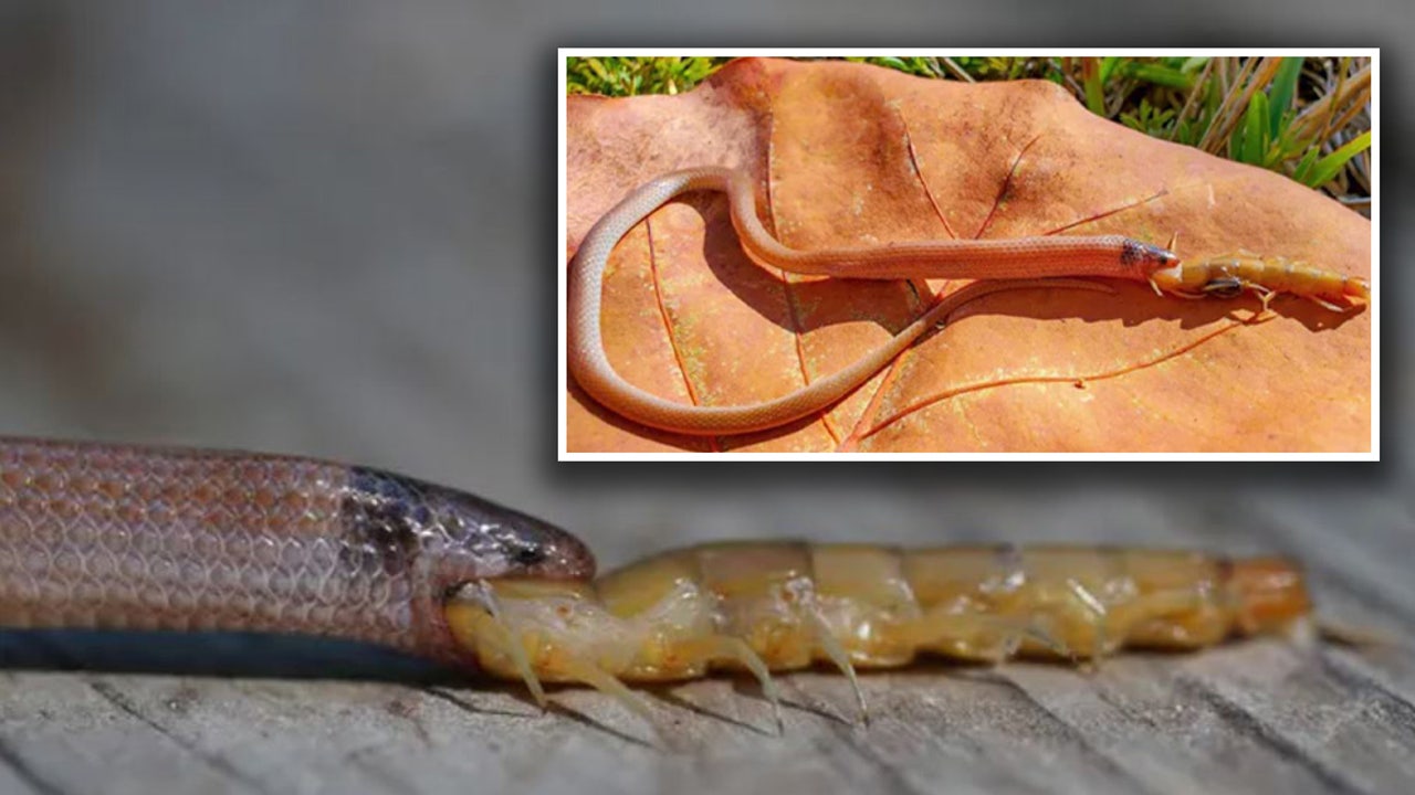 America's rarest snake found choked to death on giant centipede in Florida - Vimarsana News