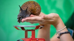 Suspicious slime trail leads German authorities to stash of giant African snails
