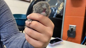 Tiny kitten in Sarasota, Florida, is a Hurricane Ian survivor as shelter misses worst of storm