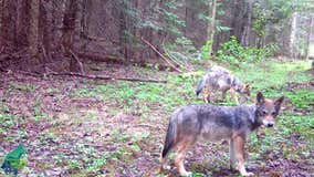 Watch: 4 wolf pups in northern Minnesota captured on trail camera