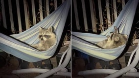 Woman finds raccoon hanging out in hammock outside her Pennsylvania home