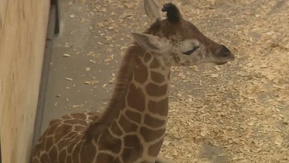 Baby giraffe draws crowds of visitors on Long Island