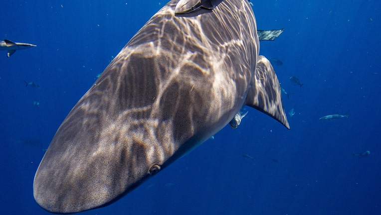 FILE - A bull shark swims off of Jupiter, Florida on May 5, 2022. (Photo by Joseph Prezioso/Anadolu Agency via Getty Images)