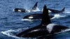 Watch: Video shows 1st detailed evidence of killer whales hunting sharks in South Africa
