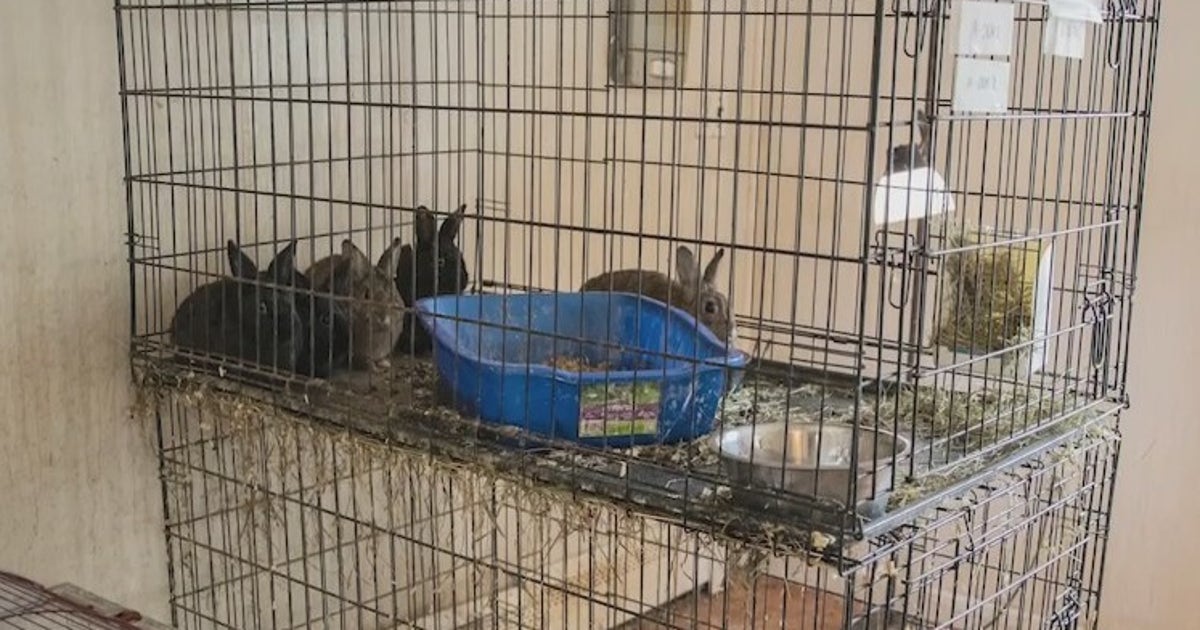 Hundreds of animals removed from roach-infested Long Island home | FOX ...