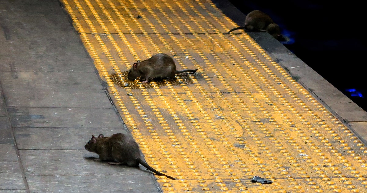NYC rat problem: Rat Action Plan hopes to eliminate rodent infestation ...