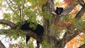 Bears take a snooze in tree in New Jersey neighborhood