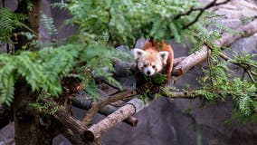 Rusty the red panda, who once famously escaped the National Zoo, has died