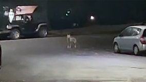 Coyotes spotted in the Bronx