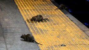 rats-nyc.jpg?ve=1&tl=1