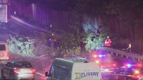 Driver killed by falling tree on I-95