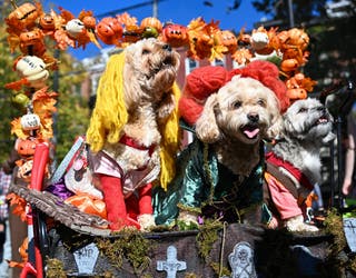 Yankees dog The 21st Annual Tompkins Square Halloween Dog Parade New York  City, USA - 22.10.11 Stock Photo - Alamy