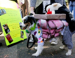 2019 New York Barkfest Dog Halloween Costume Contest – New York Daily News