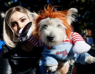 Dog dressed as A Rod - Yankees at the 19th Annual Topkins Square Halloween  Dog Parade New York City, USA - 25.10.09 Stock Photo - Alamy