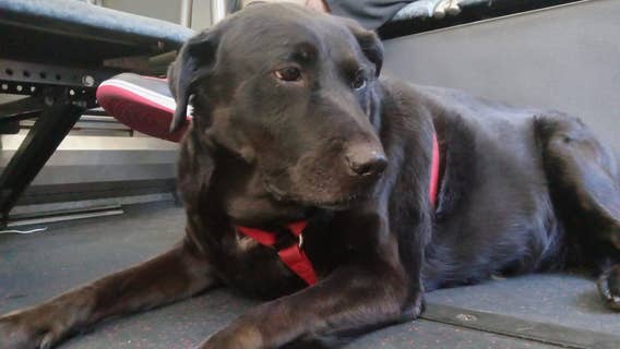 Eclipse the dog, famous for riding Seattle buses by herself, dies at age 10