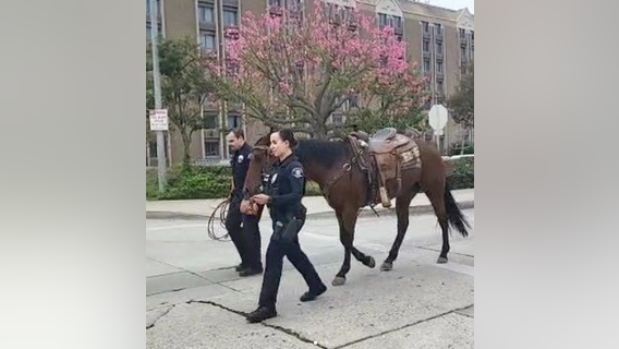 Horseback rider arrested for DUI in Whittier