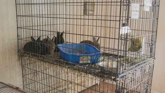 Hundreds of animals removed from roach-infested Long Island home