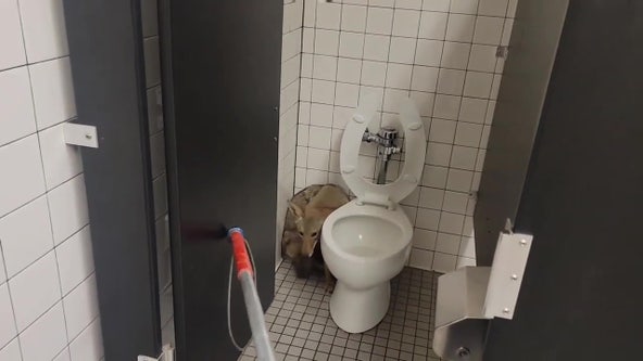 VIDEO: Coyote sneaks into bathroom at Riverside area middle school