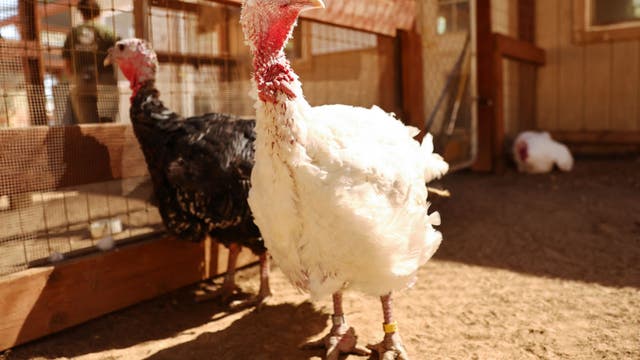 Thanksgiving 2022: Turkey prices up 73%