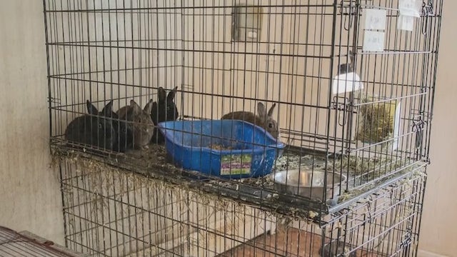 Hundreds of animals removed from roach-infested Long Island home