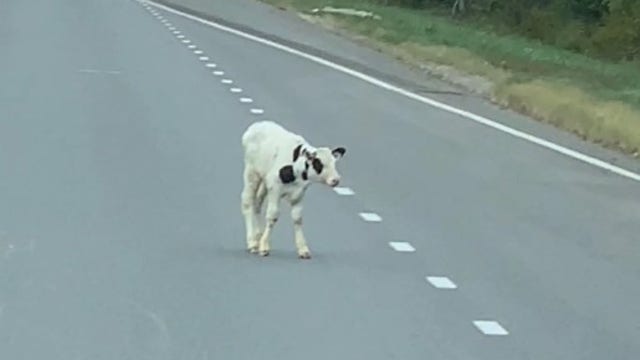'That cow’s going to jump out': Calf tumbles from trailer onto Massachusetts highway