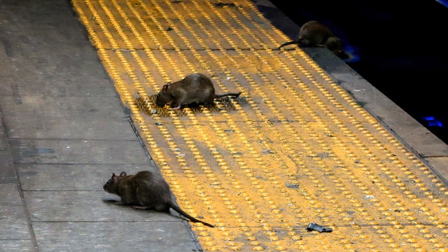 NYC rat problem:  Rat Action Plan hopes to eliminate rodent infestation