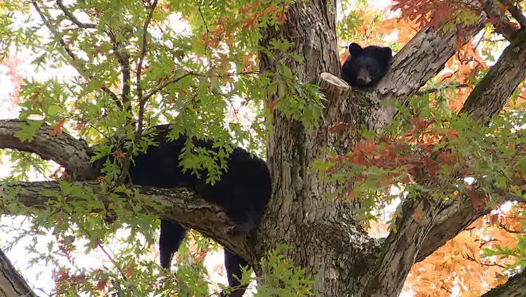 Bears In Rockaway, NJ tree