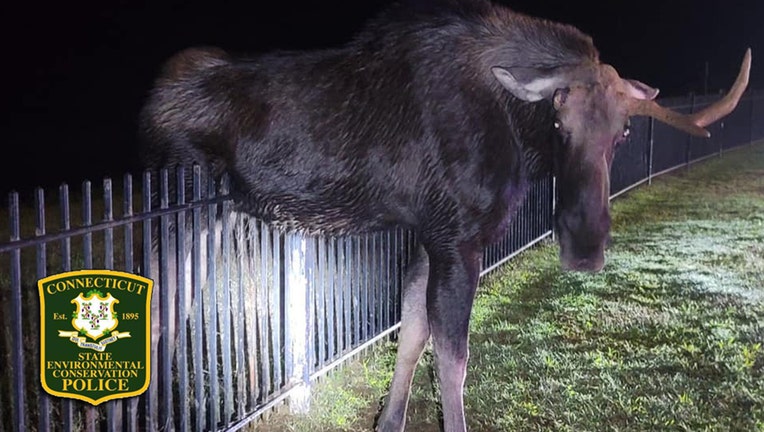 A moose stuck on a black metal fence at night