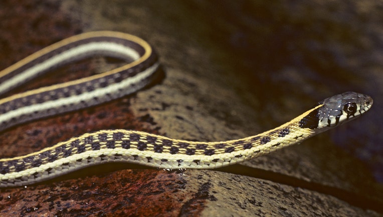 A file photo of a black-necked garter snake. (Photo by Wild Horizons/Universal Images Group via Getty Images)